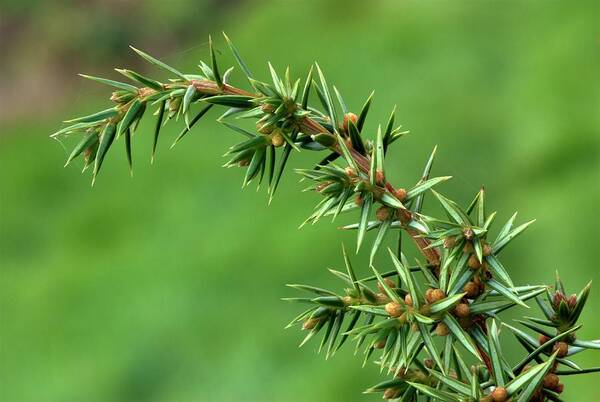 Biological Art Print featuring the photograph Common Juniper (juniperus Communis) by Colin Varndell/science Photo Library