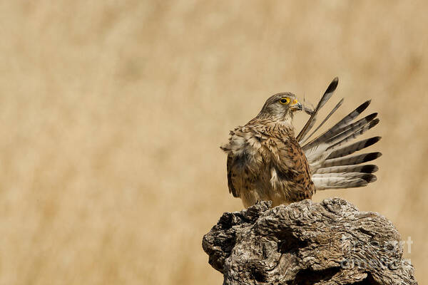 Common Kestrel Art Print featuring the photograph Common kestrel Falco tinnunculus by Eyal Bartov