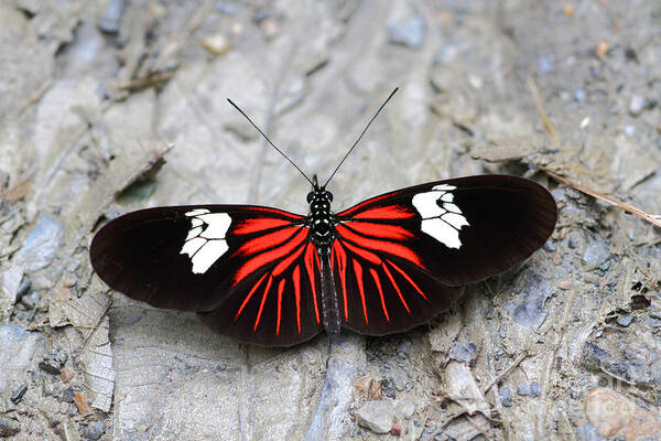 Butterfly Art Print featuring the photograph Common Longwing butterfly by James Brunker