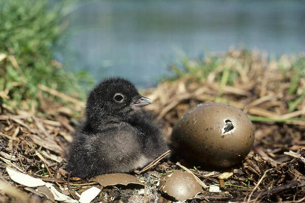 Feb0514 Art Print featuring the photograph Common Loon Chick With Egg Wyoming by Michael Quinton