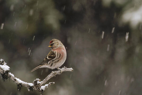 Feb0514 Art Print featuring the photograph Common Redpoll Male In Breeding Plumage by Michael Quinton