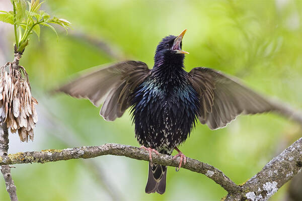 Feb0514 Art Print featuring the photograph Common Starling Singing Bavaria by Konrad Wothe