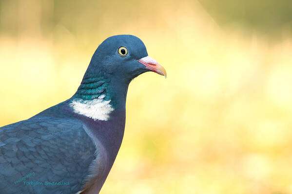 Common Wood Pigeon Art Print featuring the photograph Common Wood Pigeon by Torbjorn Swenelius