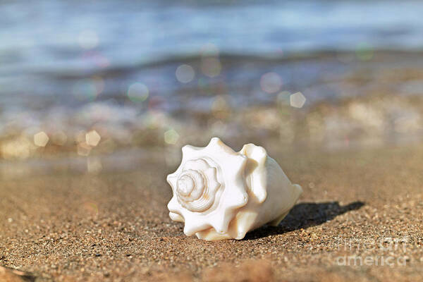 Sea Shell Art Print featuring the photograph Conch by Charline Xia