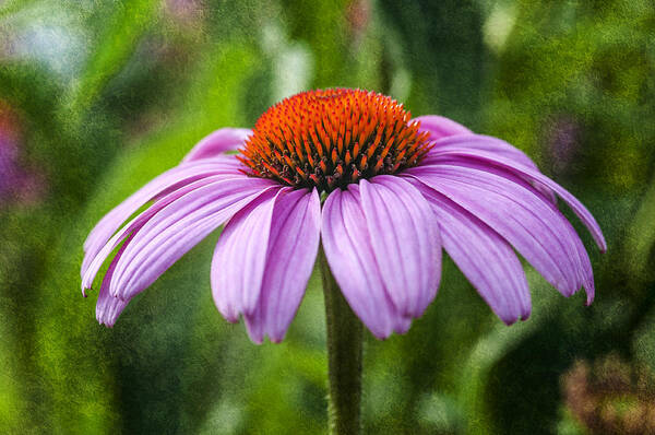 Flower Art Print featuring the photograph Cone Flower by Cathy Kovarik