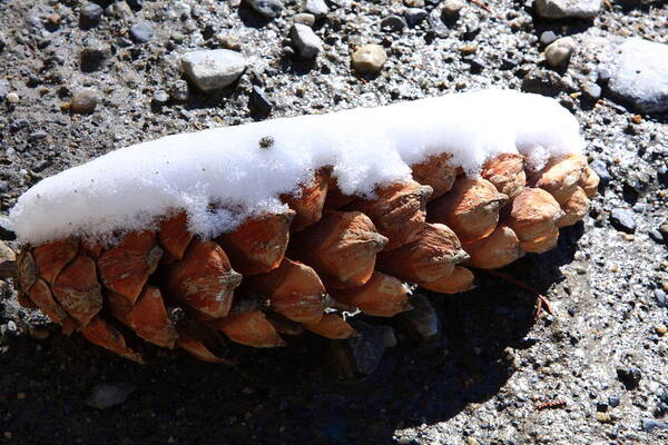 Pine Cone Art Print featuring the photograph Pine Cone by Aidan Moran