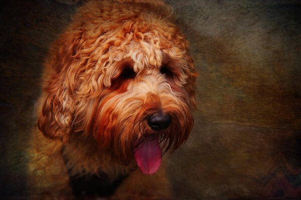Australian Labradoodle Art Print featuring the photograph Cooper by Jenny Rainbow