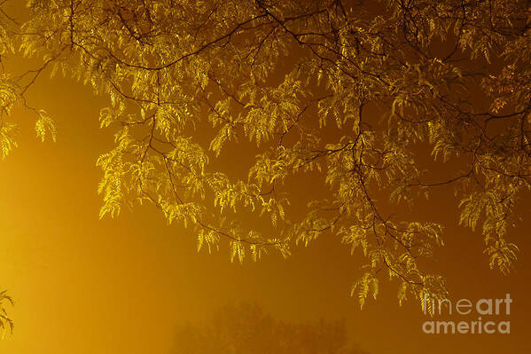 Illinois Art Print featuring the photograph Copper Leaves in Fog by Deborah Smolinske