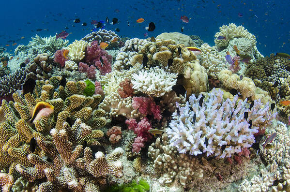 Pete Oxford Art Print featuring the photograph Coral Reef Diversity Fiji by Pete Oxford