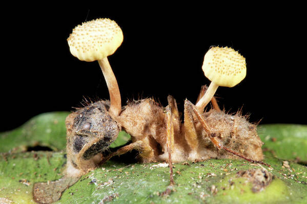 Amazon Art Print featuring the photograph Cordyceps Fungus Growing On An Ant by Dr Morley Read