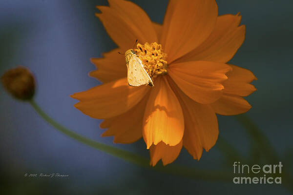 Coreopsis Art Print featuring the photograph Coreopsis by Richard J Thompson 