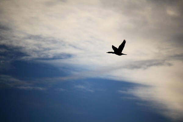 Cormorant Art Print featuring the photograph Cormorant in Flight by Andrew Pacheco