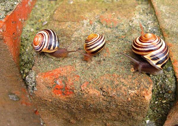 Striped Snails Art Print featuring the photograph Corporate Meeting by Mary Bedy