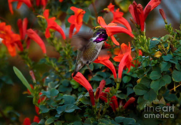 Birds Art Print featuring the photograph Costa's and Honeysuckle by Robert Bales
