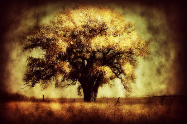 Trees Art Print featuring the photograph Cottonwood 4 by Julie Hamilton