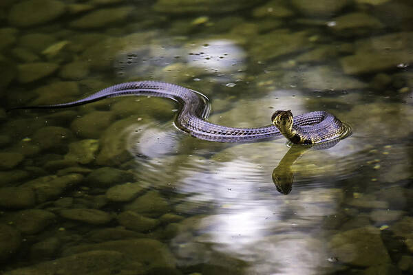 Cottonmouth Art Print featuring the photograph Cottonmouth in Filtered Light by Michael Dougherty