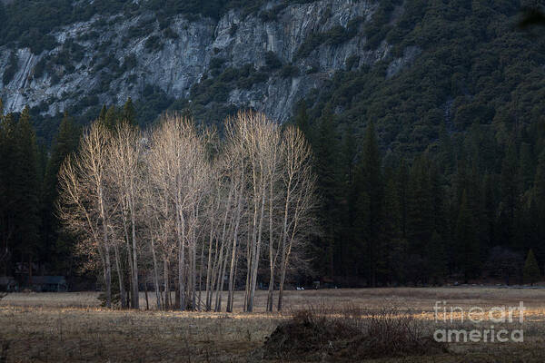 Ahwahnee Area Art Print featuring the photograph Cottonwoods in winter light by Dan Hartford