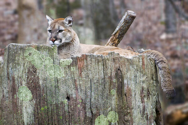 Cougar Art Print featuring the photograph Cougar on a stump by Flees Photos