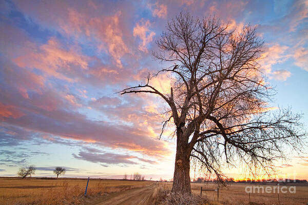 Sunrise Art Print featuring the photograph Country Morning High by James BO Insogna