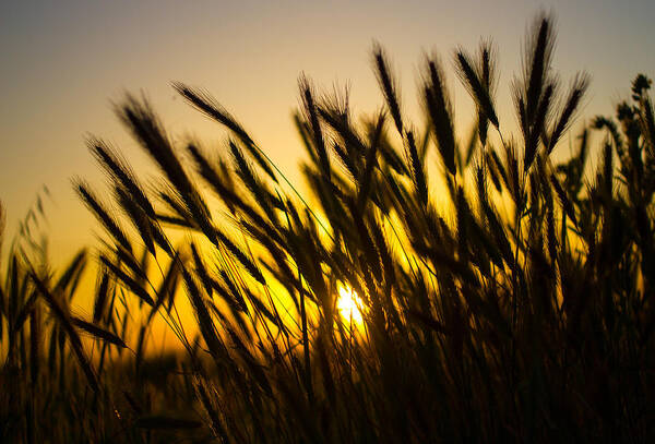 Farm Art Print featuring the photograph Country Sunset by Richard Cheski