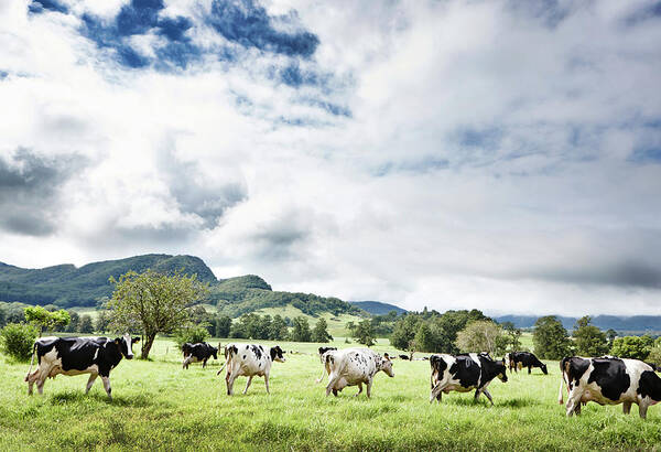 Domestic Animals Art Print featuring the photograph Cows Walk In Beautiful Paddock by Stuart Miller