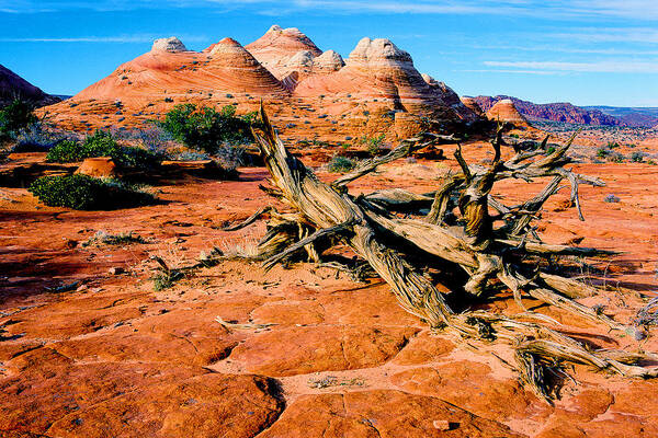 Arizona Art Print featuring the photograph Coyote Buttes by Frank Houck