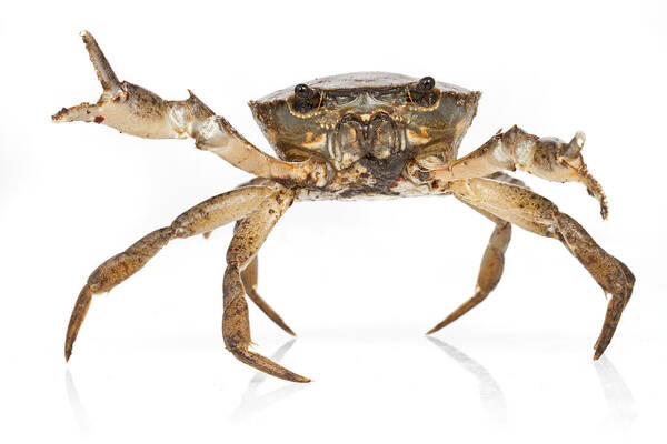 Feb0514 Art Print featuring the photograph Crab Suriname by Piotr Naskrecki