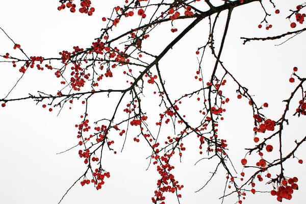 Art Art Print featuring the photograph Crabapples I by Gerry Bates