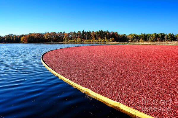 New Jersey Art Print featuring the photograph Cranberry Harvest in New Jersey by Olivier Le Queinec