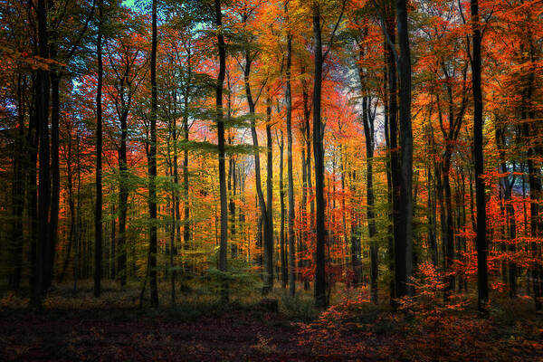 Forest Art Print featuring the photograph Crayons de couleur by Philippe Sainte-Laudy