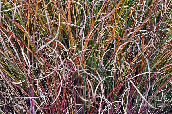Grasses Art Print featuring the photograph Crazy Grasses by Judy Wolinsky