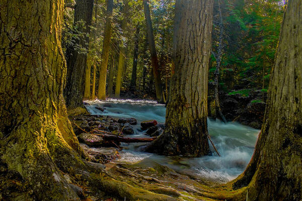 Tree Art Print featuring the photograph Creek and trees by Thomas Nay