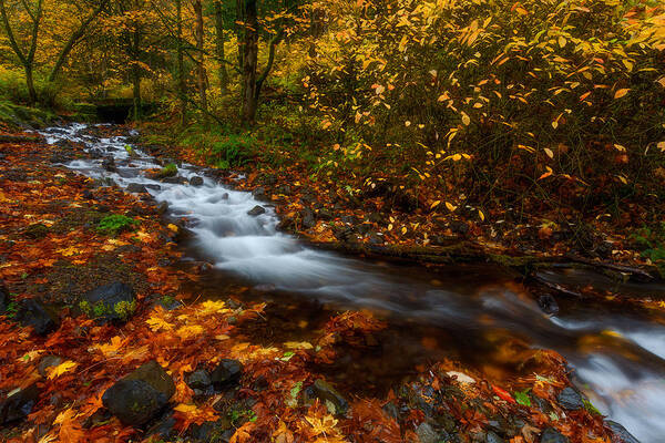 Fall Art Print featuring the photograph Creekside Colors by Darren White