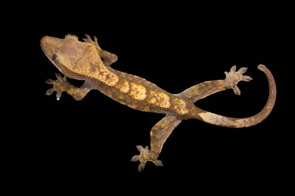 Crestie Art Print featuring the photograph Crested Gecko Correlophus Ciliatus by David Kenny