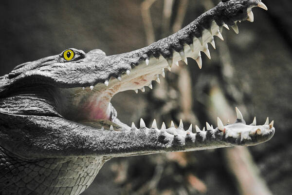 Croc Art Print featuring the photograph Croc's Shiny Whites by Rich Collins