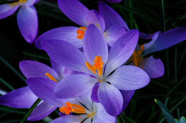 Crocus Art Print featuring the photograph Crocus in Spring 2013 by Tikvah's Hope