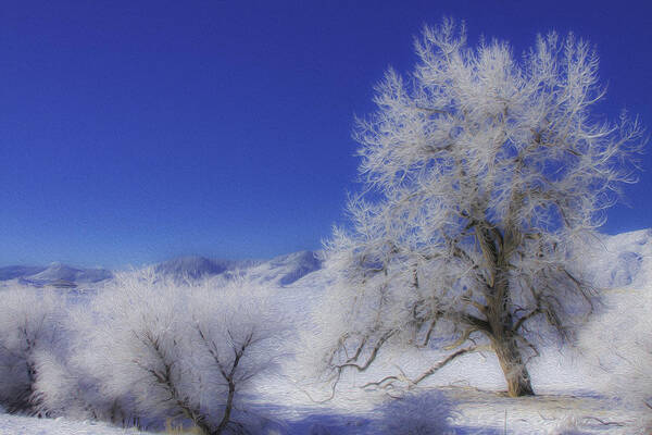Frozen Trees Art Print featuring the photograph Crystalized Valley by Kristal Kraft