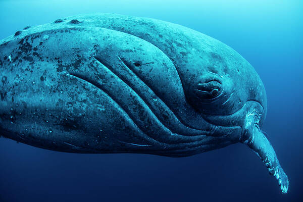 Underwater Art Print featuring the photograph Curious Female Humpback Whale, Closeup by Rodrigo Friscione