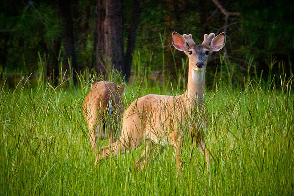 Deer Art Print featuring the digital art Curious by Linda Unger