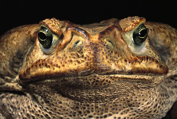 Feb0514 Art Print featuring the photograph Cururu Toad Face Brazil by Pete Oxford