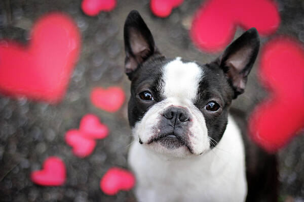 Animal Themes Art Print featuring the photograph Cute Boston Terrier Puppy Surrounded By by Tereza Jancikova