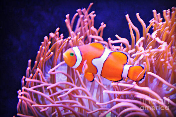 Fish Art Print featuring the photograph Cute Clown Fish by Mindy Bench