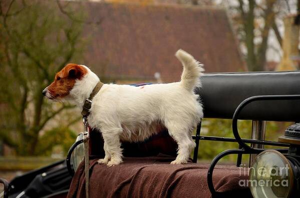 Dog Art Print featuring the photograph Cute dog on carriage seat Bruges Belgium by Imran Ahmed