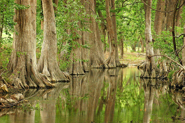 River Art Print featuring the photograph Cypress Reflections by Robert Anschutz