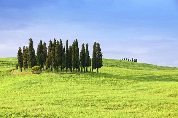 Scenics Art Print featuring the photograph Cypress Trees In Tuscany In Spring by Ursula Alter