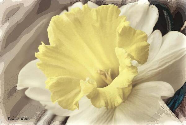 Daffadil Art Print featuring the photograph Daffadil in Yellow and white by Bonnie Willis