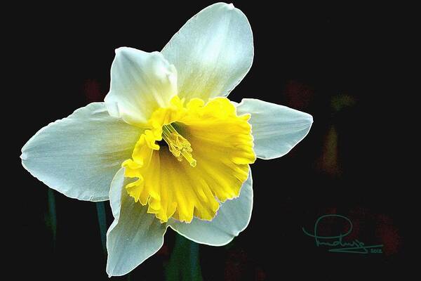 Spring Art Print featuring the photograph Daffodil by Ludwig Keck