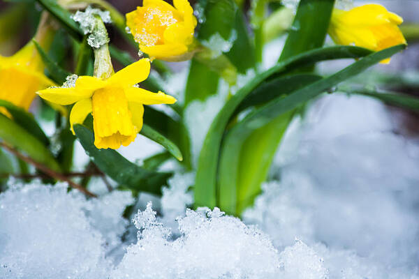Spring Art Print featuring the photograph Daffodils in the Snow by Parker Cunningham