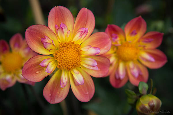 Dahlia Art Print featuring the photograph Dahlia 16 by Phil Abrams