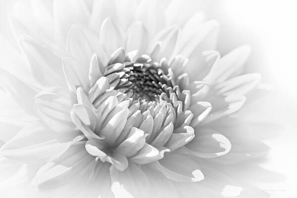 Dahlia Art Print featuring the photograph Dahlia Flower Soft Monochrome by Jennie Marie Schell